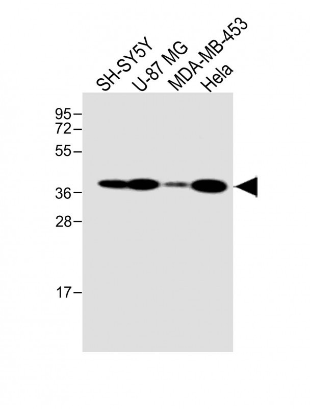 GFRAL Antibody in Western Blot (WB)