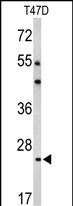 BCL2A1 Antibody in Western Blot (WB)