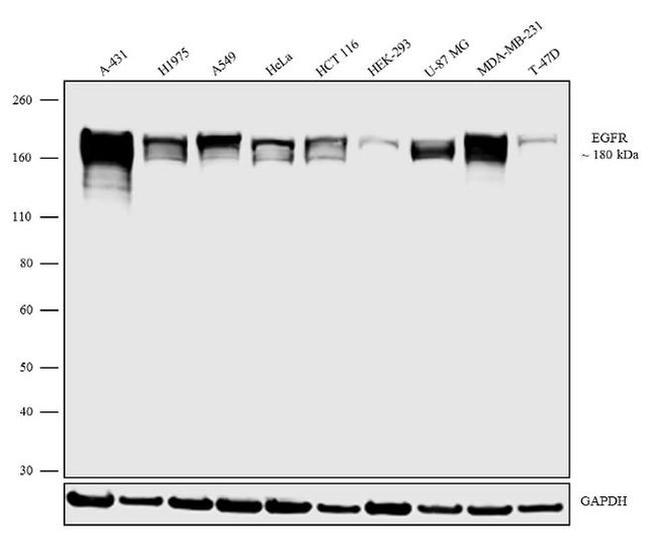 EGFR Antibody in Western Blot (WB)