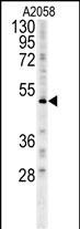 FOXC2 Antibody in Western Blot (WB)