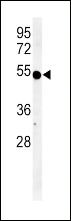 IDO Antibody in Western Blot (WB)