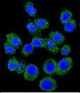 M6PR Antibody in Immunocytochemistry (ICC/IF)