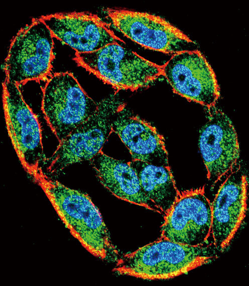 HSC70 Antibody in Immunocytochemistry (ICC/IF)