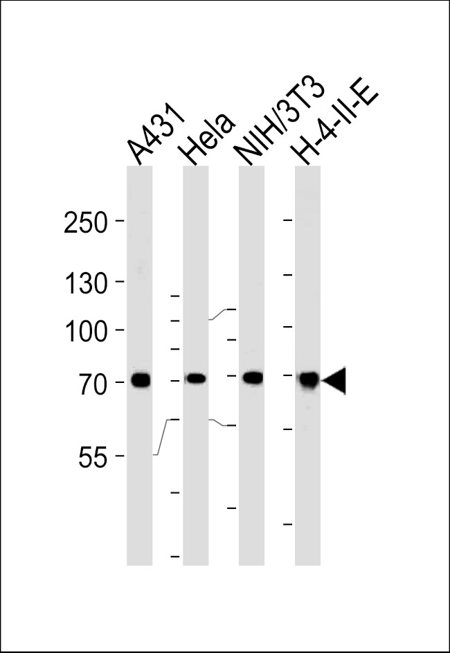 HSC70 Antibody in Western Blot (WB)