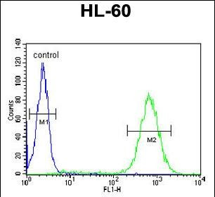 BHLHB5 Antibody in Flow Cytometry (Flow)