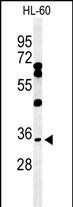 BHLHB5 Antibody in Western Blot (WB)