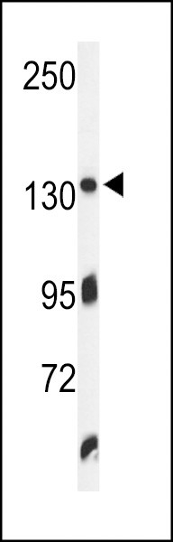 ZO-1 Antibody in Western Blot (WB)