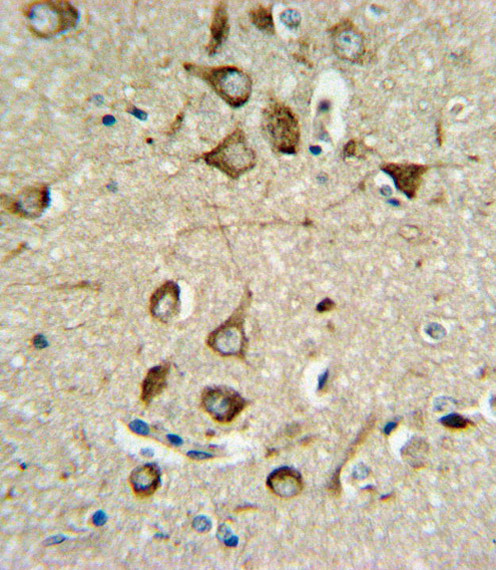 ASMT Antibody in Immunohistochemistry (Paraffin) (IHC (P))