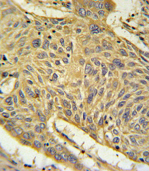 RAGE Antibody in Immunohistochemistry (Paraffin) (IHC (P))