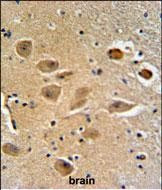 MICALL2 Antibody in Immunohistochemistry (Paraffin) (IHC (P))