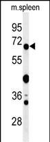 GBP7 Antibody in Western Blot (WB)