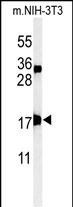 APITD1 Antibody in Western Blot (WB)