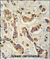 FAM20A Antibody in Immunohistochemistry (Paraffin) (IHC (P))