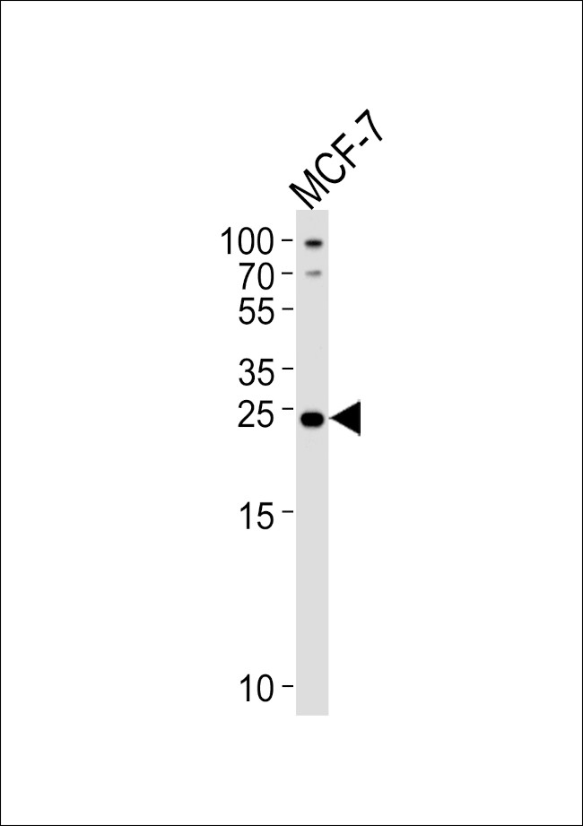 PTPLB Antibody in Western Blot (WB)