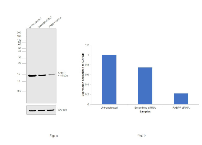 FABP7 Antibody