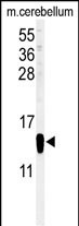 FABP7 Antibody in Western Blot (WB)