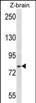 GRP78 Antibody in Western Blot (WB)