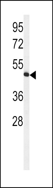 HVCN1 Antibody in Western Blot (WB)