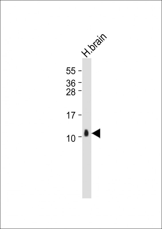 S100B Antibody in Western Blot (WB)