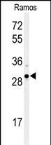 XBP1 Antibody in Western Blot (WB)