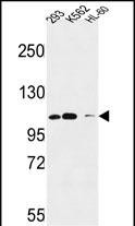 ROBO4 Antibody in Western Blot (WB)