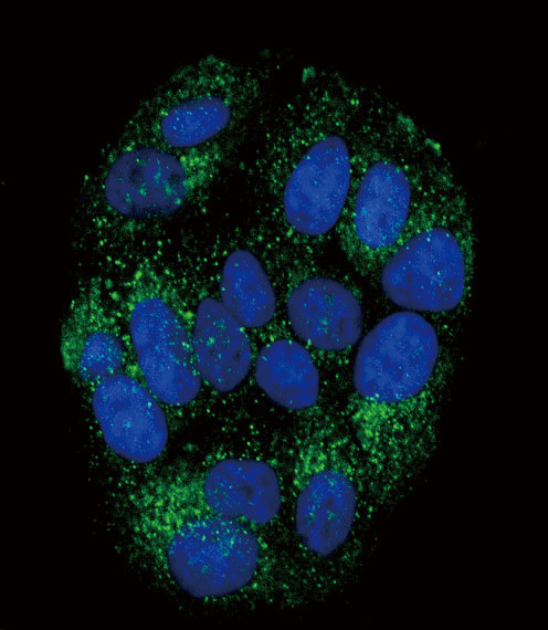 PYY Antibody in Immunocytochemistry (ICC/IF)