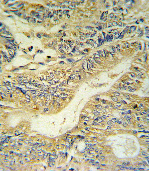 PYY Antibody in Immunohistochemistry (Paraffin) (IHC (P))