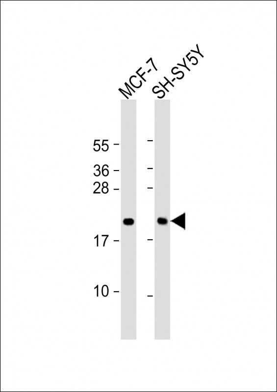 BTG1 Antibody in Western Blot (WB)