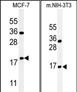 BTG1 Antibody in Western Blot (WB)