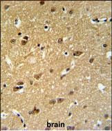 C19orf63 Antibody in Immunohistochemistry (Paraffin) (IHC (P))