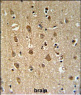 ENPP6 Antibody in Immunohistochemistry (Paraffin) (IHC (P))