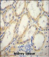 G6PC Antibody in Immunohistochemistry (Paraffin) (IHC (P))