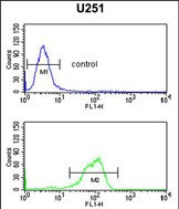 IL5RA Antibody in Flow Cytometry (Flow)