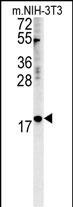 NPM3 Antibody in Western Blot (WB)