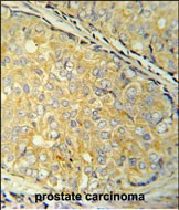 SDHAF1 Antibody in Immunohistochemistry (Paraffin) (IHC (P))