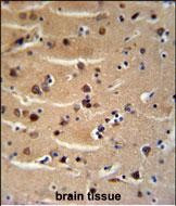 AXIN2 Antibody in Immunohistochemistry (Paraffin) (IHC (P))