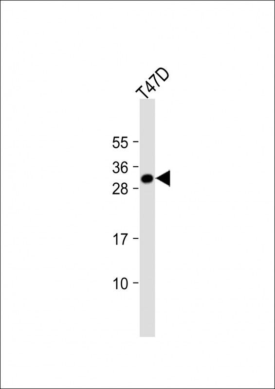 CRLS1 Antibody in Western Blot (WB)