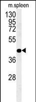 PGD Antibody in Western Blot (WB)