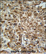 WDR43 Antibody in Immunohistochemistry (Paraffin) (IHC (P))