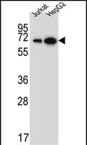 WDR43 Antibody in Western Blot (WB)