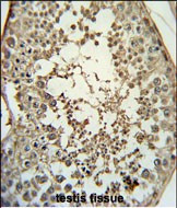 PMCH Antibody in Immunohistochemistry (Paraffin) (IHC (P))