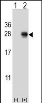 PMCH Antibody in Western Blot (WB)