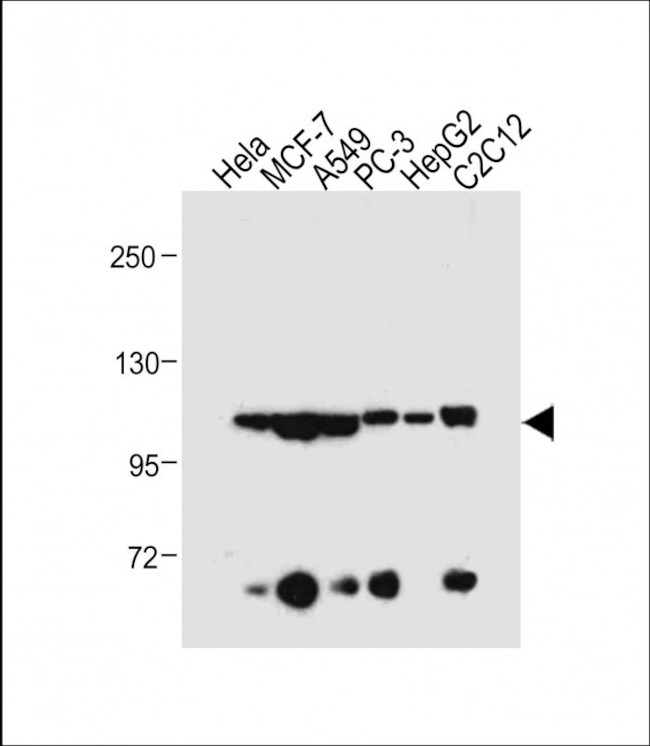 AHR Antibody in Western Blot (WB)