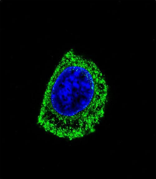 DOPA Decarboxylase Antibody in Immunocytochemistry (ICC/IF)