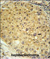 DOPA Decarboxylase Antibody in Immunohistochemistry (Paraffin) (IHC (P))