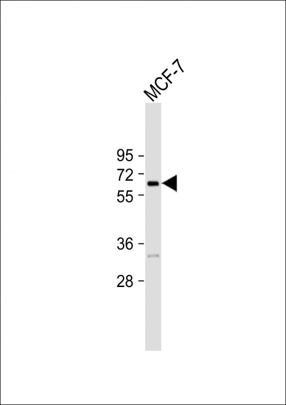 FBXO9 Antibody in Western Blot (WB)