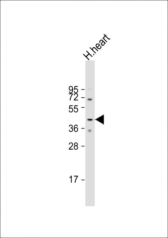 MURC Antibody in Western Blot (WB)