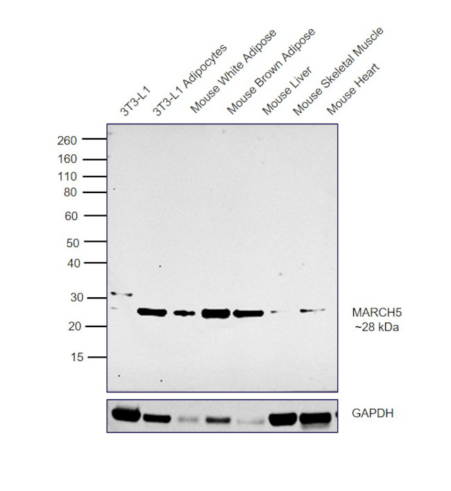 MARCH5 Antibody