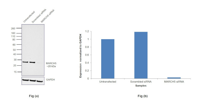 MARCH5 Antibody in Western Blot (WB)