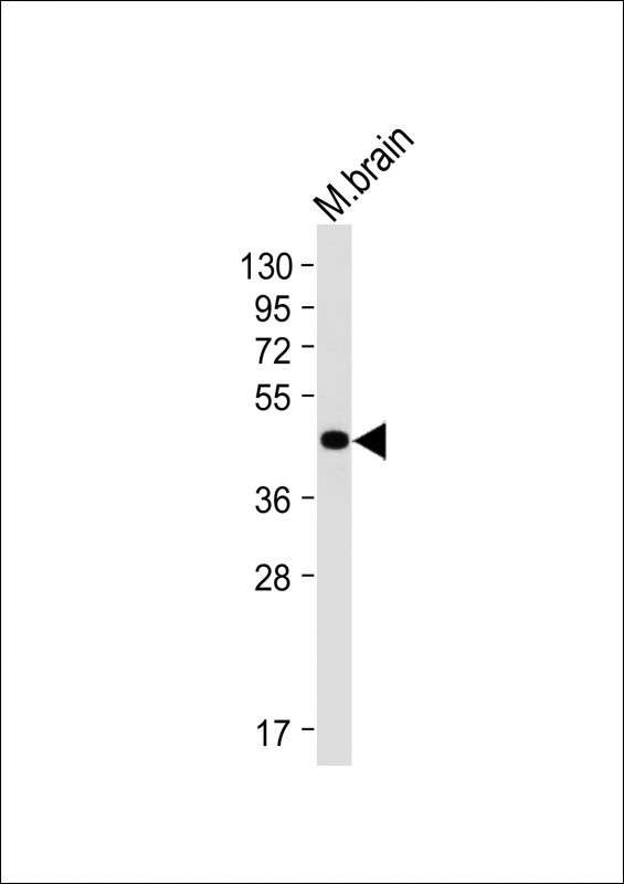 BHLHE41 Antibody in Western Blot (WB)